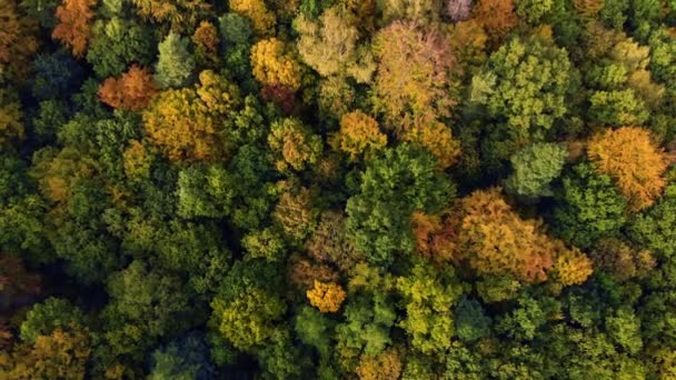 Beautiffull Autumn drone volar sobre los árboles y campos — Vídeos de Stock