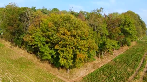 美しい秋のドローンが木々や畑を飛び越える — ストック動画