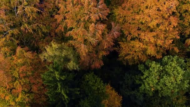 Beautiffull Autumn drone fly over the trees and fields — Stock Video
