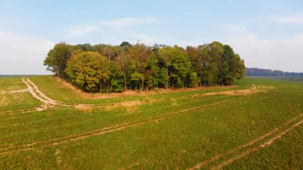 Beautiffull Φθινόπωρο drone πετούν πάνω από τα δέντρα και τα χωράφια — Αρχείο Βίντεο