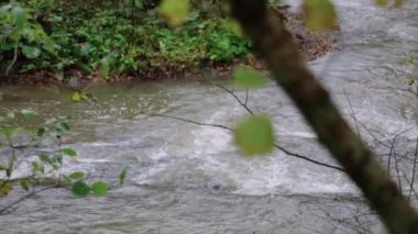 Ormandaki sonbahar nehri 