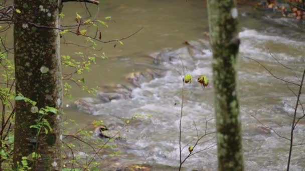 Autumn river in the forest — Stock Video