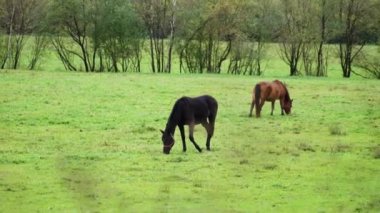 Yeşil çim tarlasında atlar