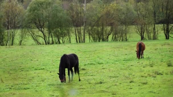 Άλογα σε πράσινο χορτώδες αγρόκτημα τομέα — Αρχείο Βίντεο