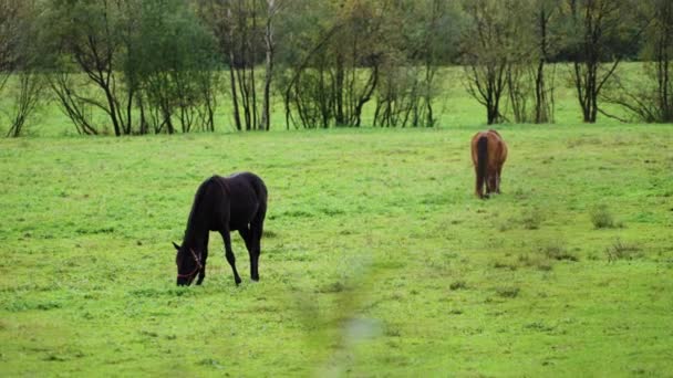 Cavalli in campo verde erboso — Video Stock