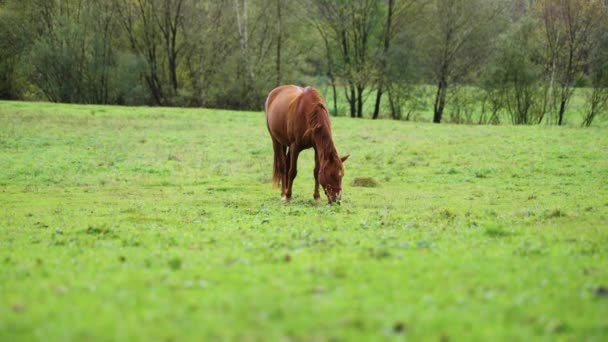 Pferde auf grünem Grasacker — Stockvideo
