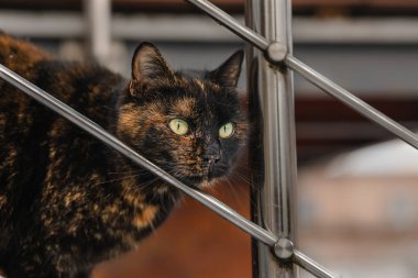 Evin dışındaki merdivenlerde duran bir kedinin portresi..