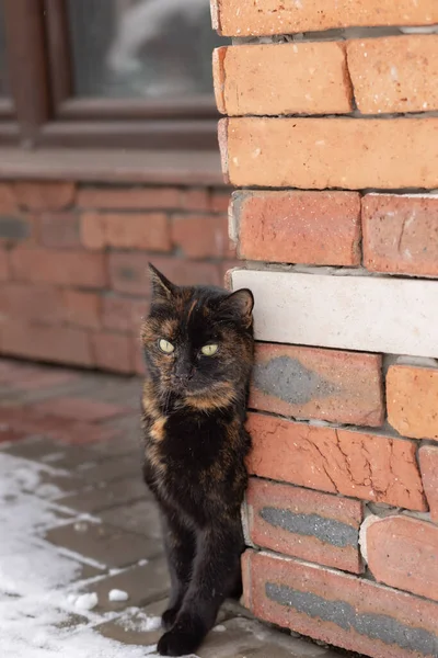 벽돌 벽 옆에 서 있는 검은 고양이 . 겨울 이미지. — 스톡 사진