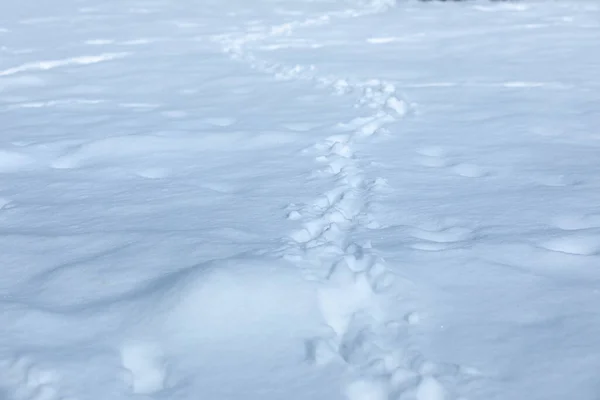 Spuren im frischen Schnee. Winterbild. — Stockfoto