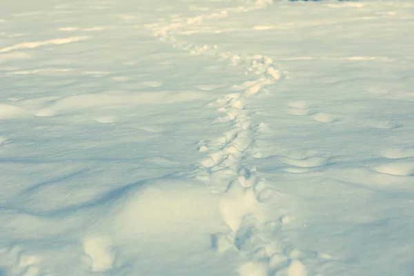 Spuren im frischen Schnee. Winterbild. — Stockfoto