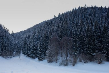 Akşamları karla kaplı ağaçlar ve kış manzarası.