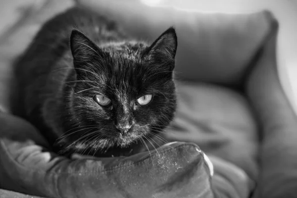 Portrait of a black cat looking straight.Lying in her bed.Black and white image. — Stock Photo, Image