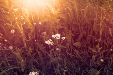 Çayırda çiçekler. Yaz boyunca çayır. Yüksek kalite fotoğraf.