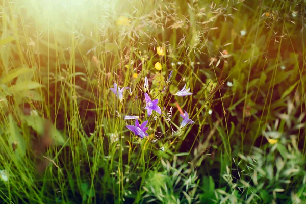 Blumen auf der Wiese.Wiese im Sommer.Hochwertiges Foto — Stockfoto
