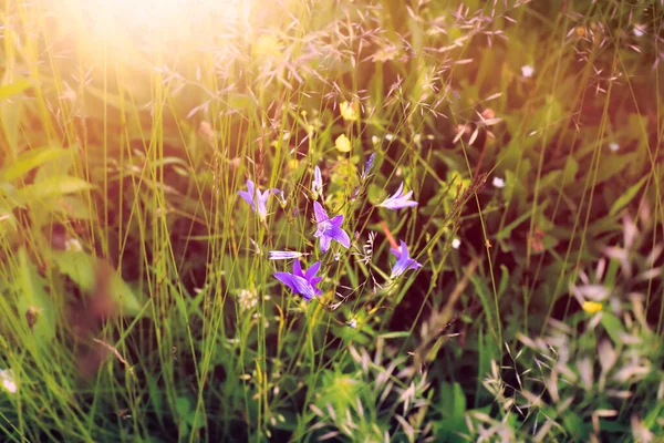 夏の間の牧草地。高品質の写真 — ストック写真