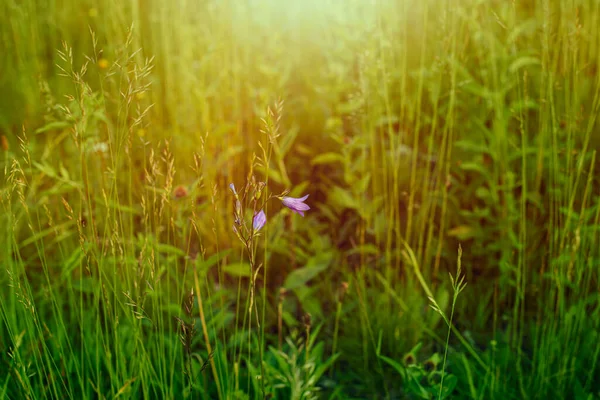 夏の間の牧草地。高品質の写真 — ストック写真