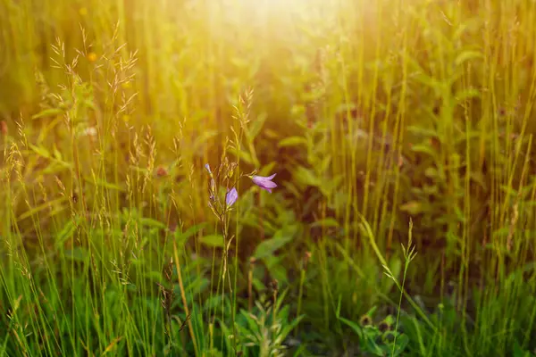 夏の間の牧草地。高品質の写真 — ストック写真