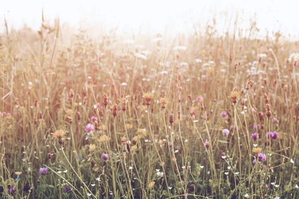 夏の緑の牧草地。太陽に照らされた牧草地. — ストック写真