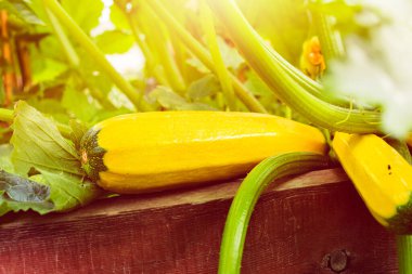 Bahçede sarı kabak. Sebzeli. Yüksek kalite fotoğraf..