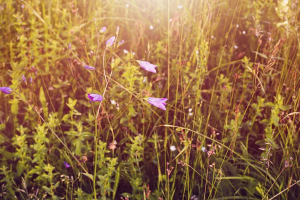 Blumen auf der Wiese.Wiese im Sommer.Hochwertiges Foto — Stockfoto
