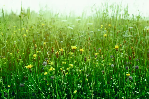 夏の緑の牧草地。太陽に照らされた牧草地. — ストック写真