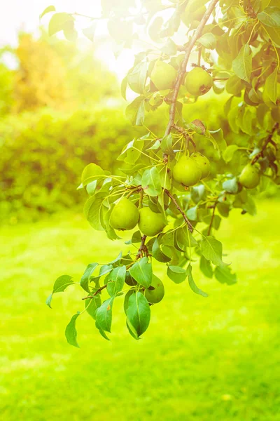 Green pears on a tree branch in summer garden. — Stock Photo, Image