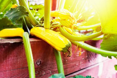 Bahçede sarı kabak. Sebzeli. Yüksek kalite fotoğraf..