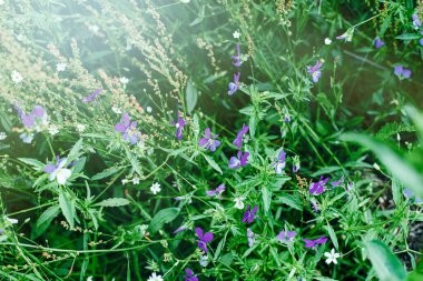 Çayırda çiçekler. Yaz boyunca çayır. Yüksek kalite fotoğraf.