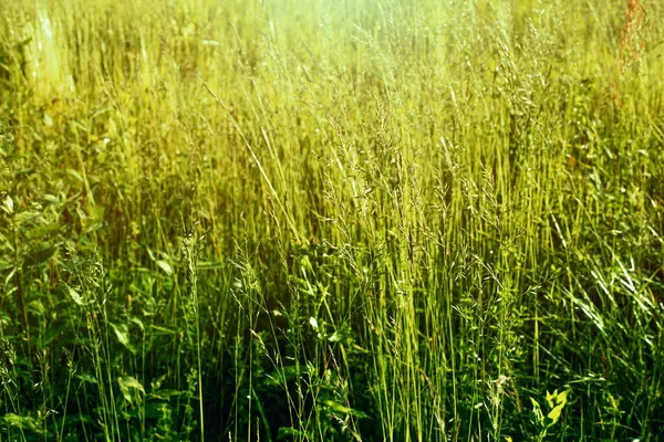 Grüne Wiese im Sommer. Von der Sonne erleuchtete Wiese. — Stockfoto