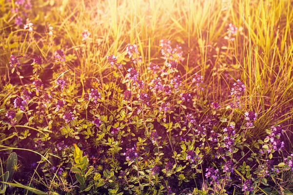 Wilder Thymian auf der Sommerwiese. — Stockfoto