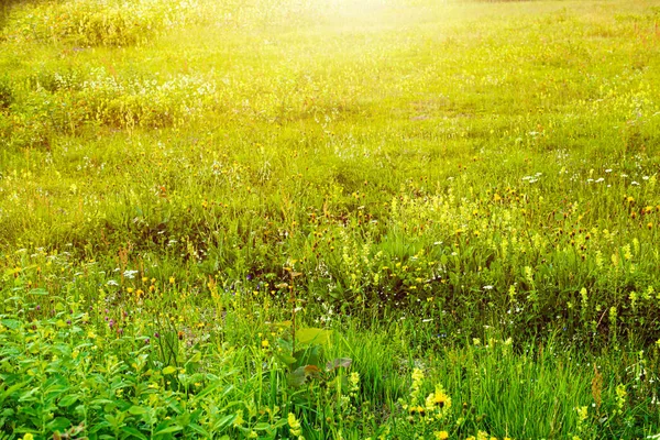 夏の緑の牧草地。太陽に照らされた牧草地. — ストック写真