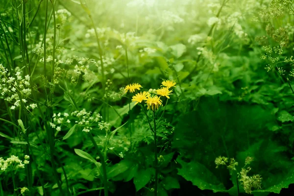 Gelbe Blume auf der grünen Wiese. Nahaufnahme. — Stockfoto