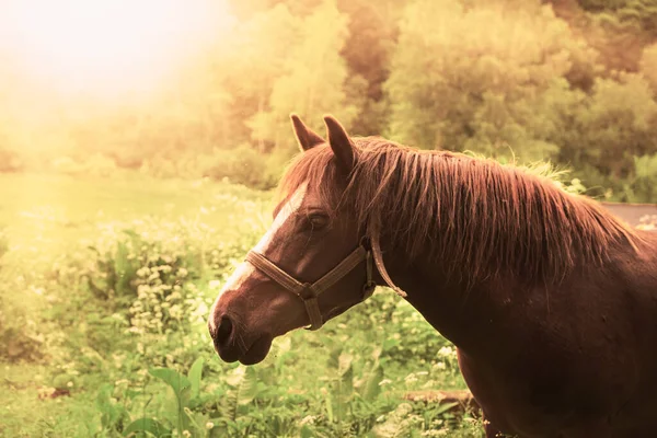 Retrato de caballo marrón. Caballo en el prado. Foto de alta calidad —  Fotos de Stock
