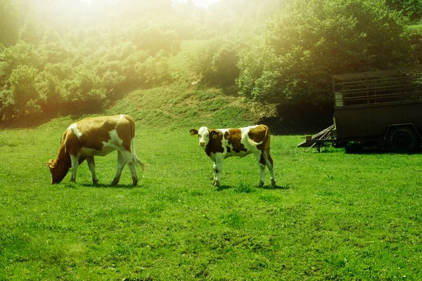 夏の撮影。高品質の写真 — ストック写真