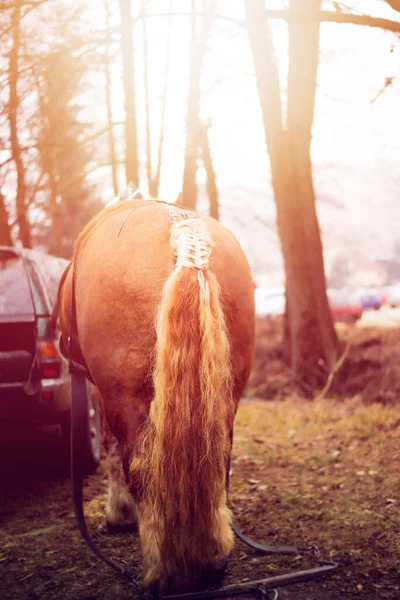 Braided horse tail and horse butt.High quality photo. —  Fotos de Stock