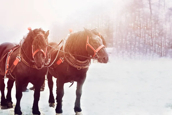 Rascunho de cavalos em pleno arness.High qualidade foto — Fotografia de Stock