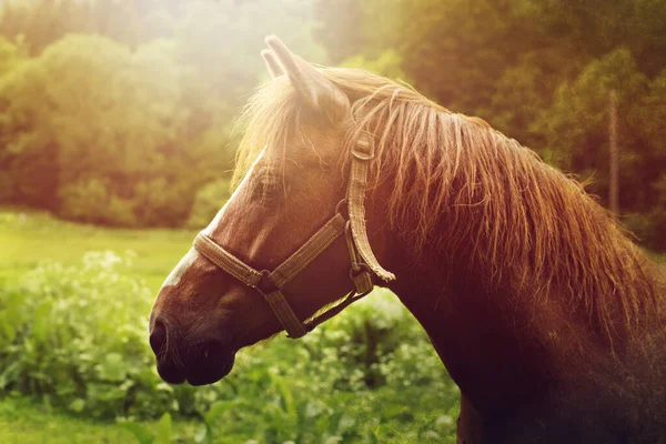 Retrato de caballo marrón. Caballo en el prado. Foto de alta calidad. — Foto de Stock