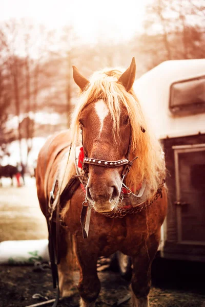 Caballo marrón con melena blanca. Caballo en arnés completo. —  Fotos de Stock