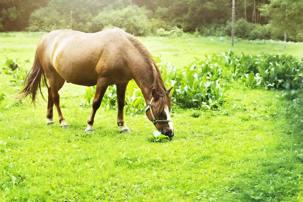 Caballo marrón pastando en el prado verde. foto de alta calidad. — Foto de Stock