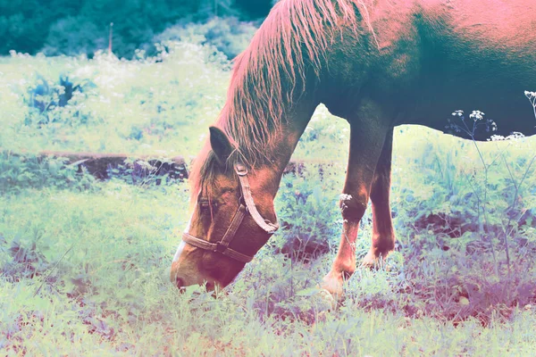Cavalo marrom pastando em meadow.High foto qualidade verde. — Fotografia de Stock