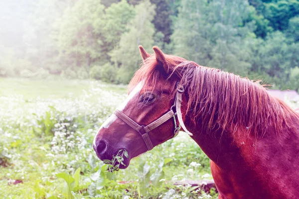 Retrato de caballo marrón. Caballo en el prado. Foto de alta calidad. —  Fotos de Stock