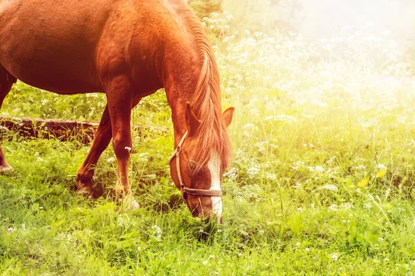 Caballo marrón pastando en el prado verde. foto de alta calidad. —  Fotos de Stock