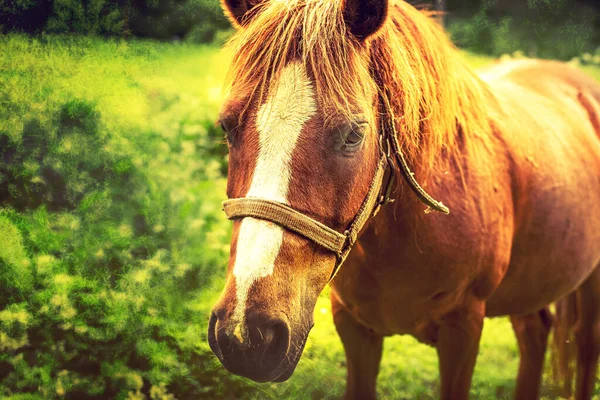 Caballo marrón pastando en el prado verde. foto de alta calidad. — Foto de Stock