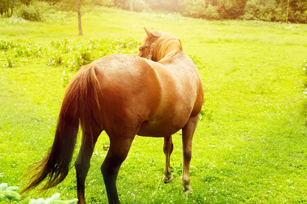 Caballo marrón pastando en el prado verde. foto de alta calidad. — Foto de Stock