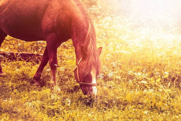 Barna ló legeltetés zöld réten.Kiváló minőségű fotó. — Stock Fotó