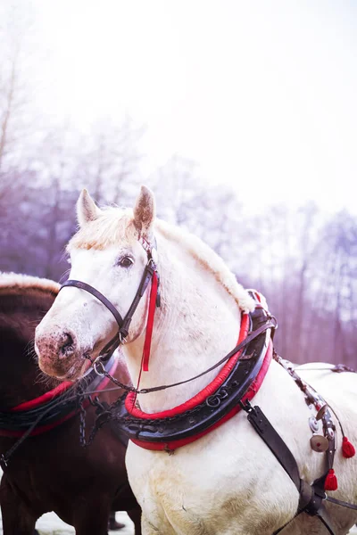 Draft horse in full harness.High quality photo