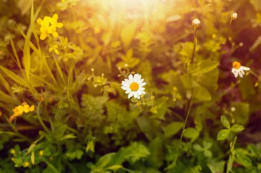 Yaz boyunca çayırda çiçekler. Kaliteli fotoğraf..