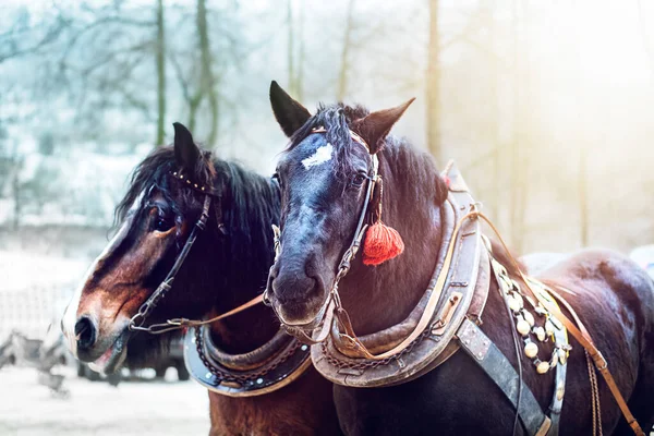 Rascunho de cavalos em pleno arness.High qualidade foto — Fotografia de Stock