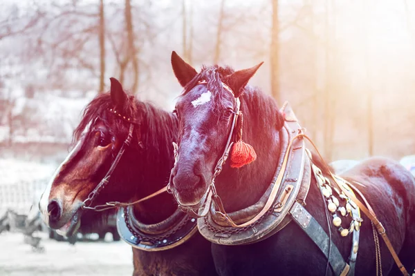 Draft lovak teljes béklyóban.Kiváló minőségű fotó — Stock Fotó