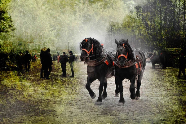 Koşumlu taslak atlar. Yüksek kalite fotoğraf.